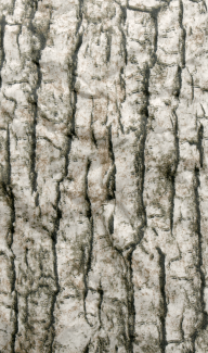 251006 LIGHT_OAK