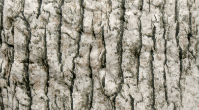 251006 LIGHT_OAK